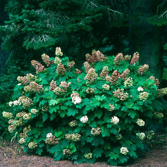 Превью изображения