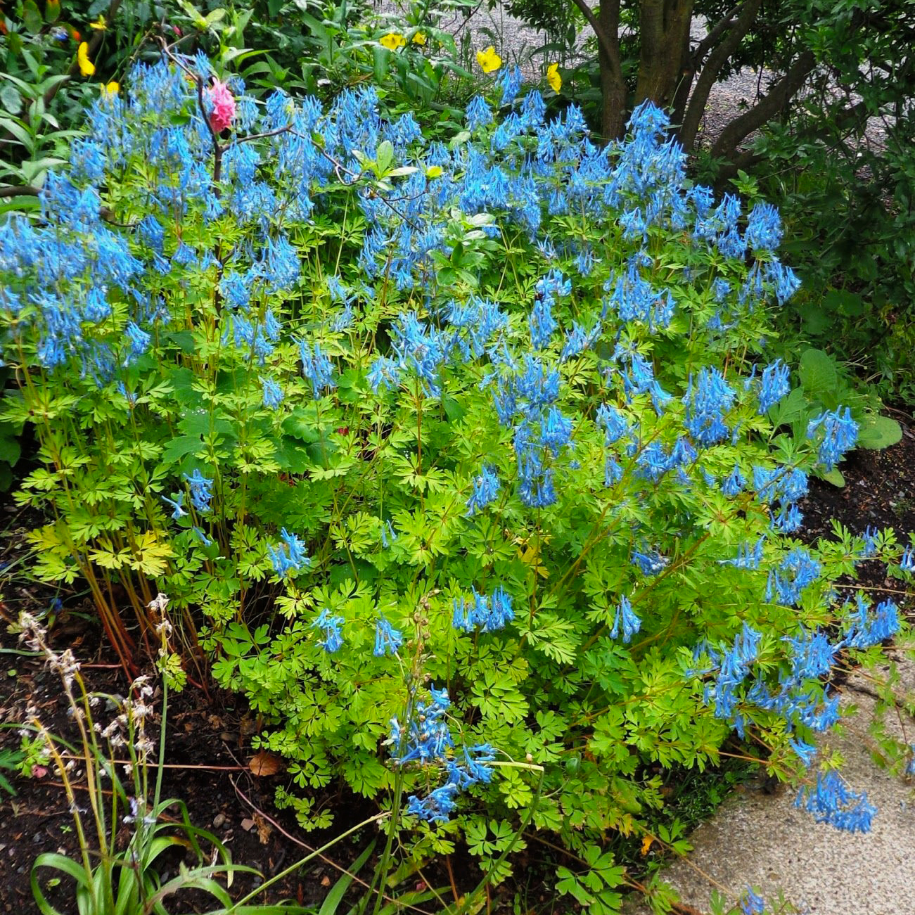 Превью изображения