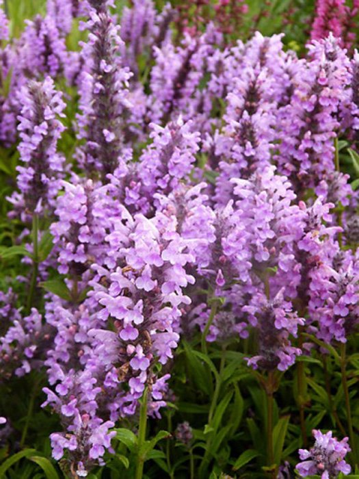 Превью изображения