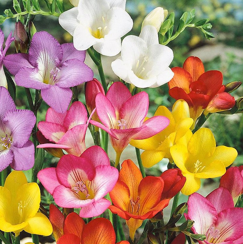 Превью изображения