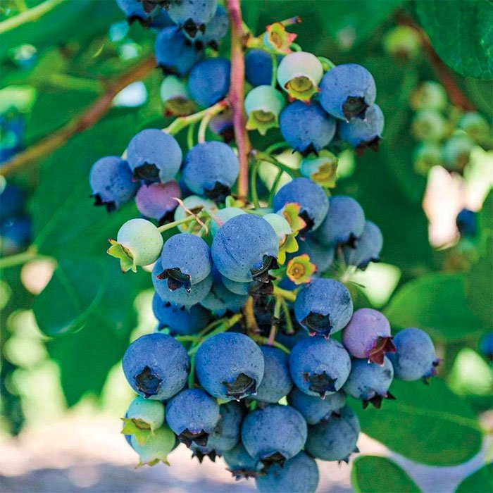 Превью изображения