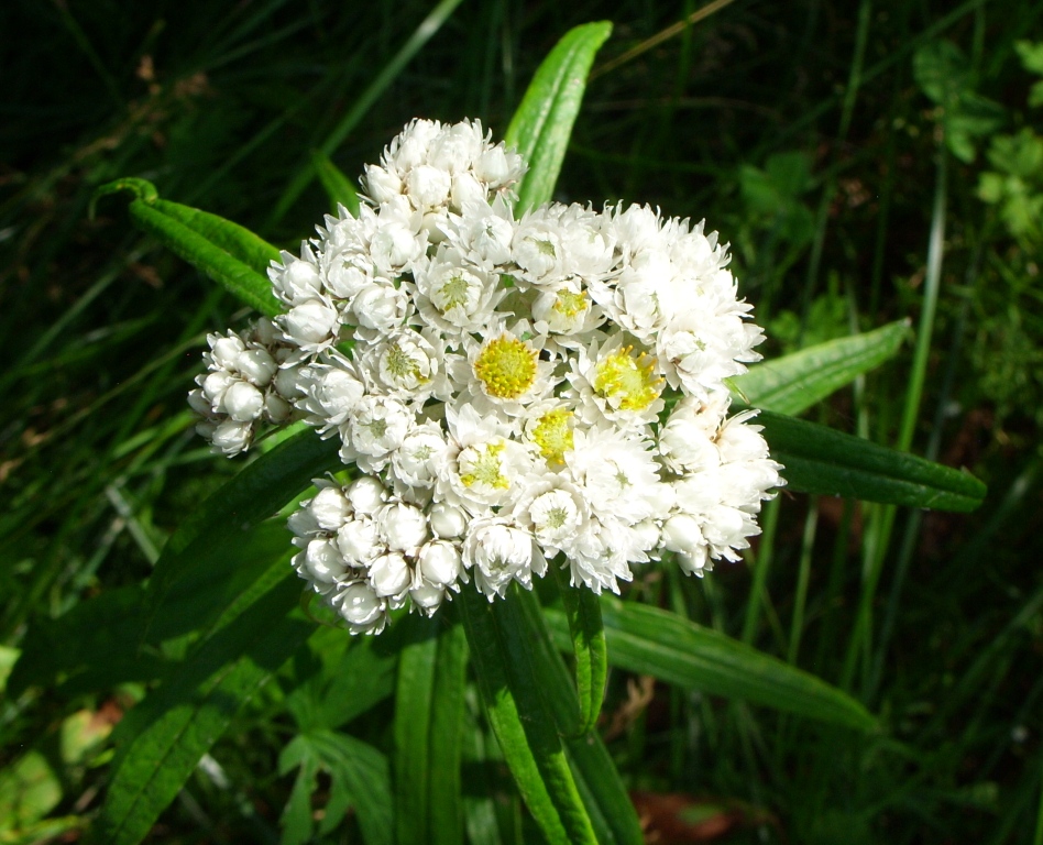 Превью изображения