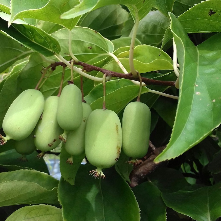 Превью изображения