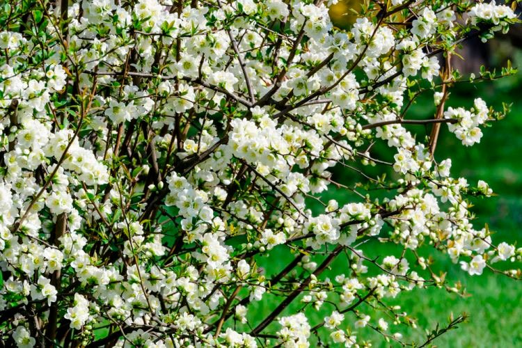 Превью изображения