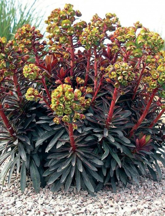 Превью изображения