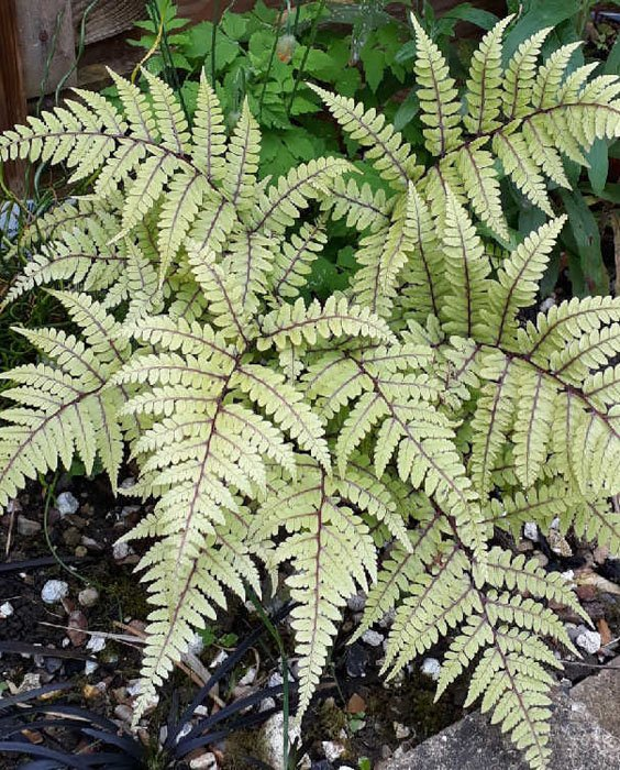 Превью изображения