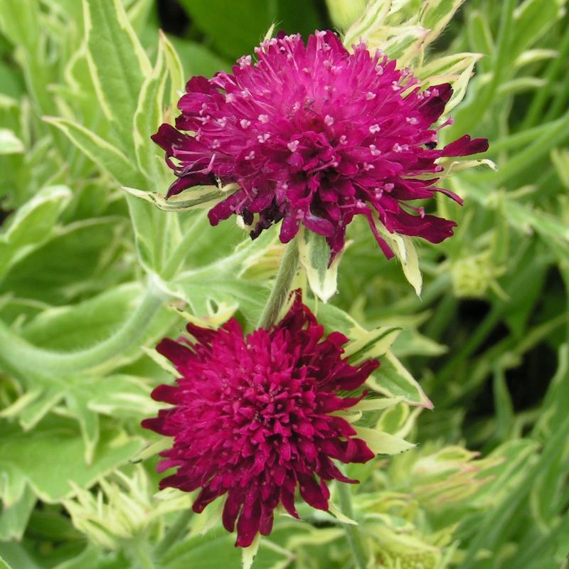 Превью изображения