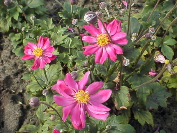 Превью изображения