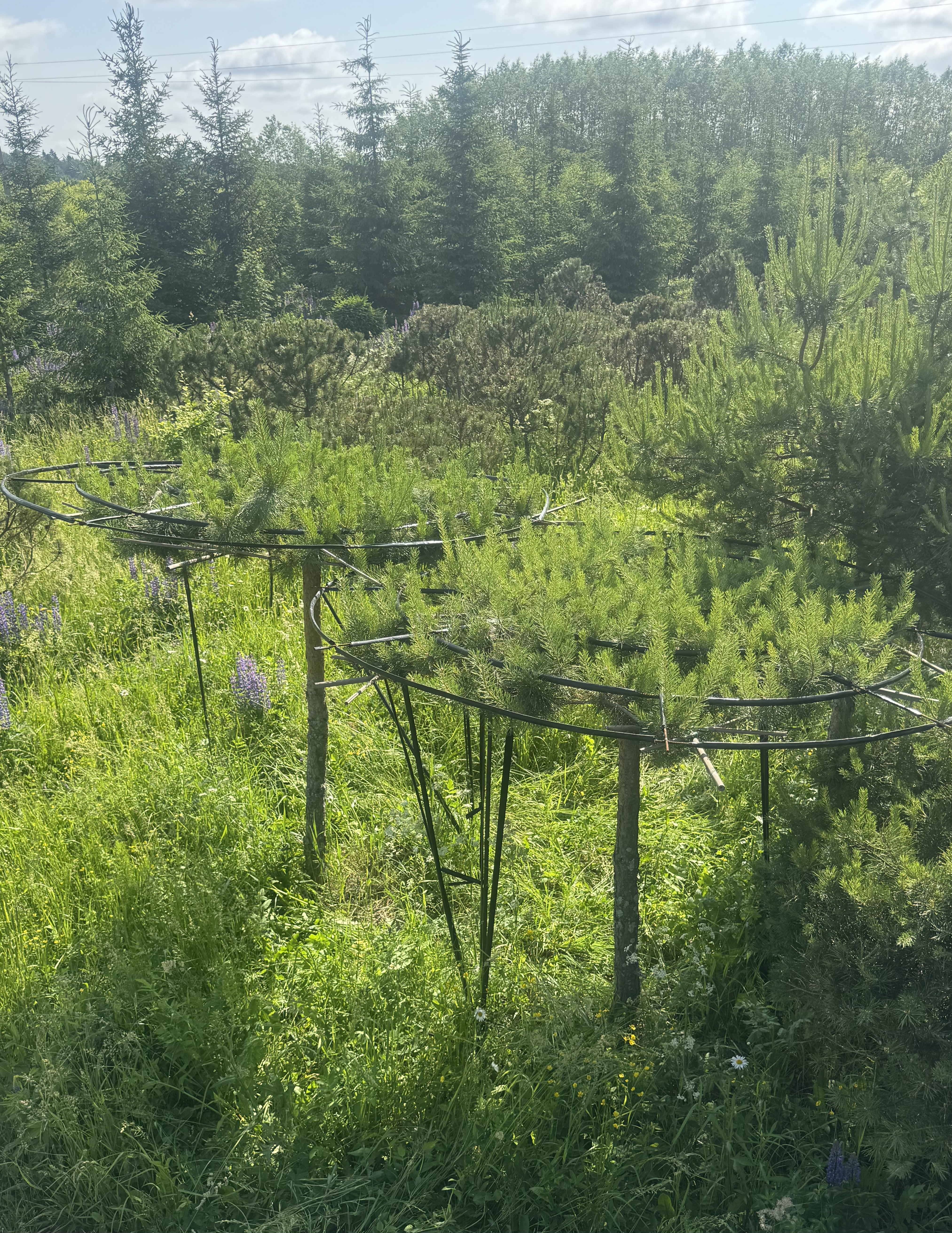 Превью изображения