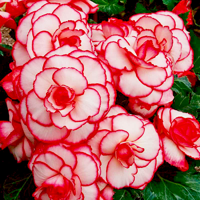 Превью изображения