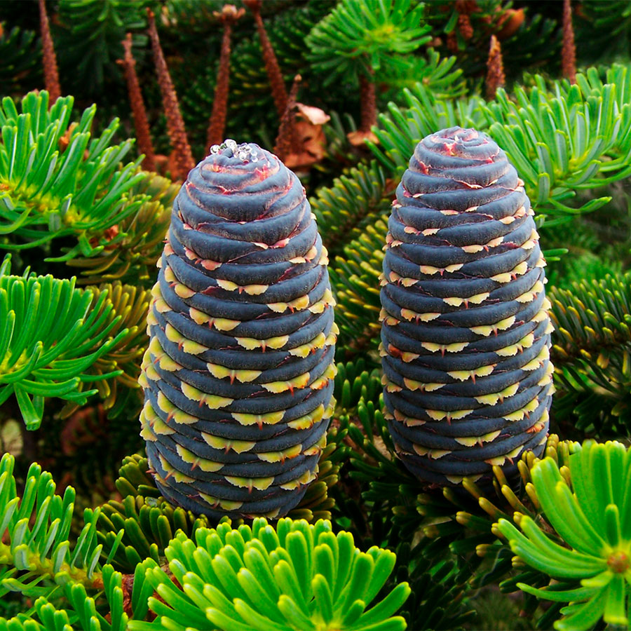 Превью изображения