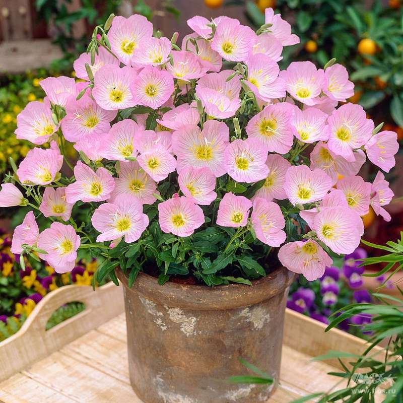 Превью изображения