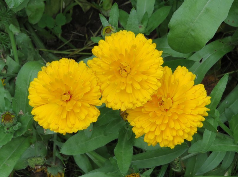 Превью изображения