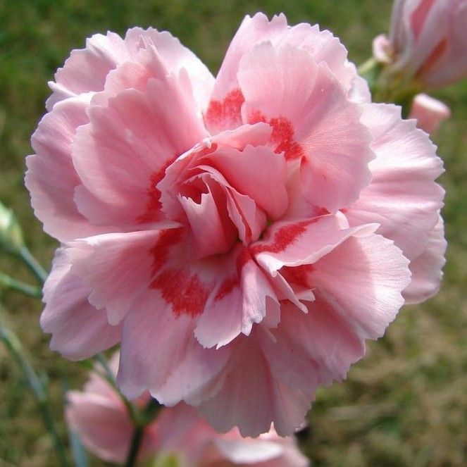 Превью изображения