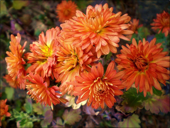 Превью изображения