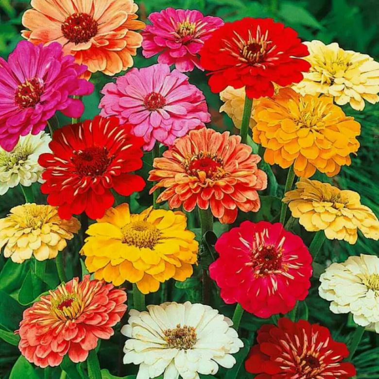 Превью изображения