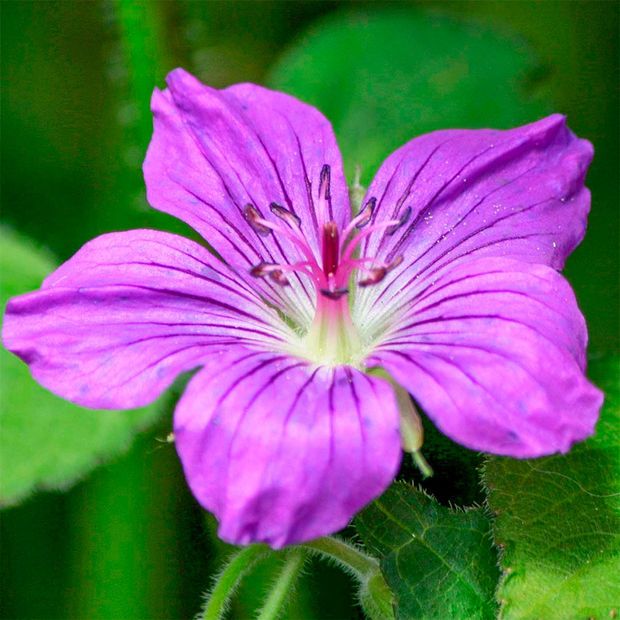 Превью изображения