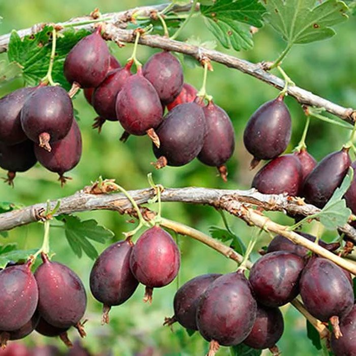 Превью изображения