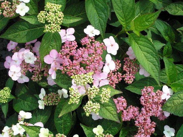 Превью изображения