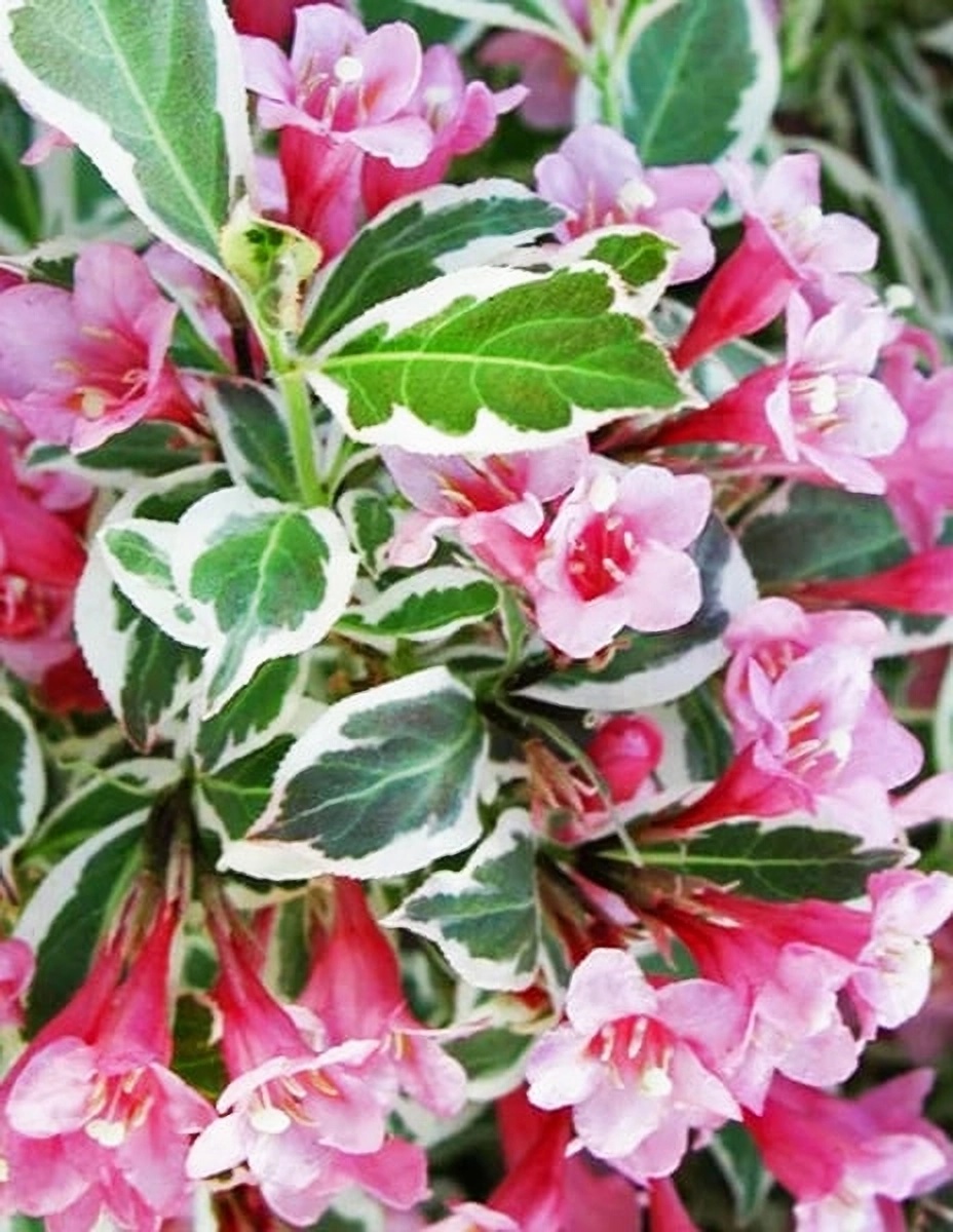 Превью изображения