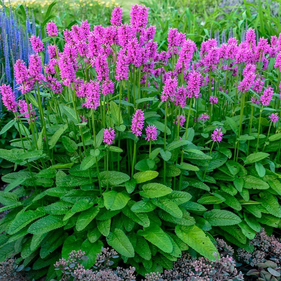 Превью изображения