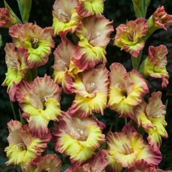 Превью изображения