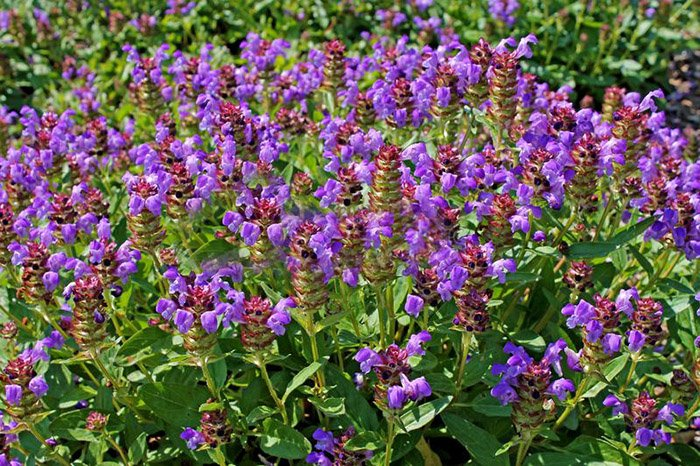 Превью изображения