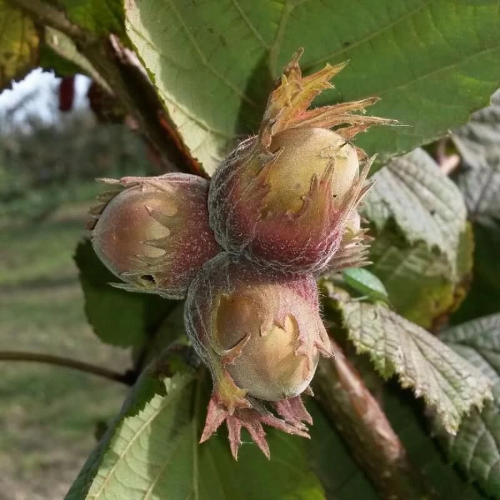 Превью изображения