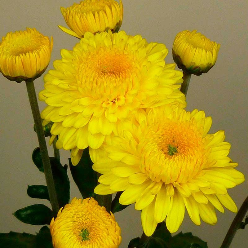 Превью изображения