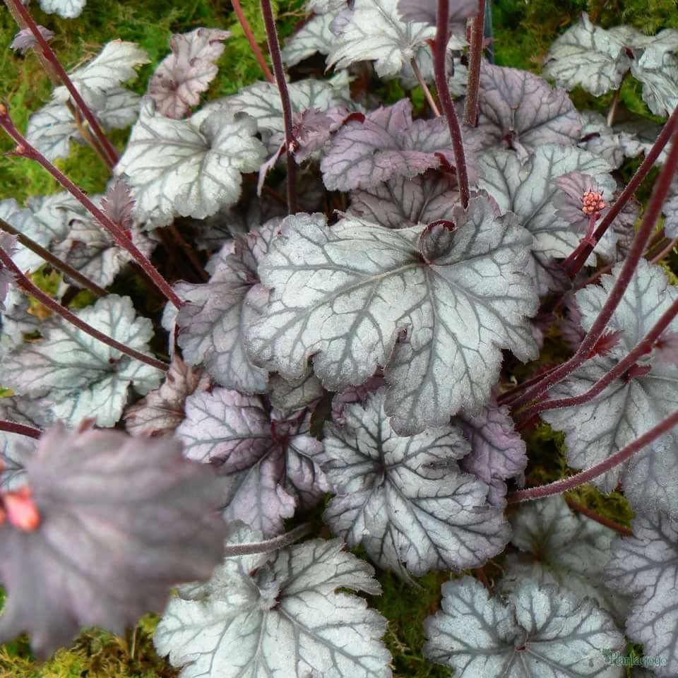 Превью изображения