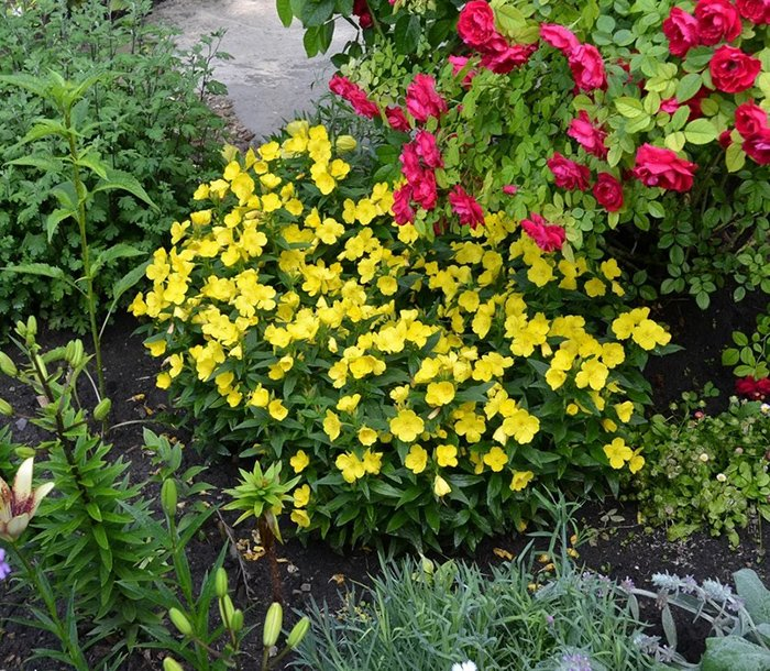 Превью изображения