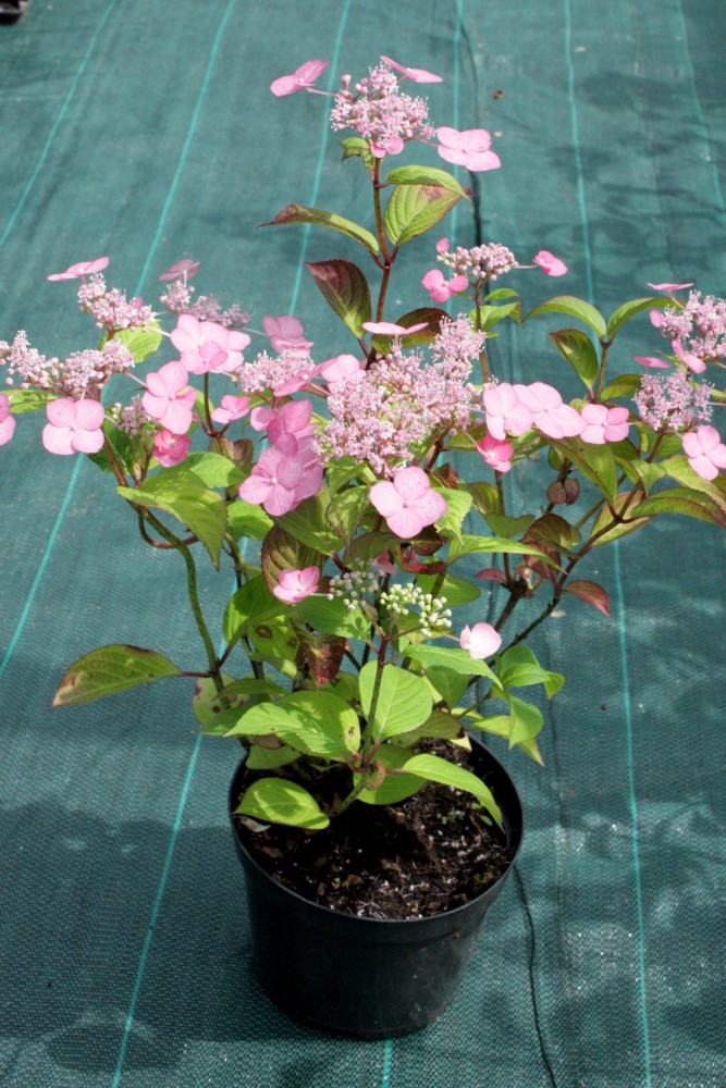 Превью изображения