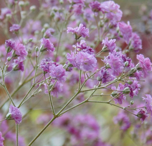 Превью изображения