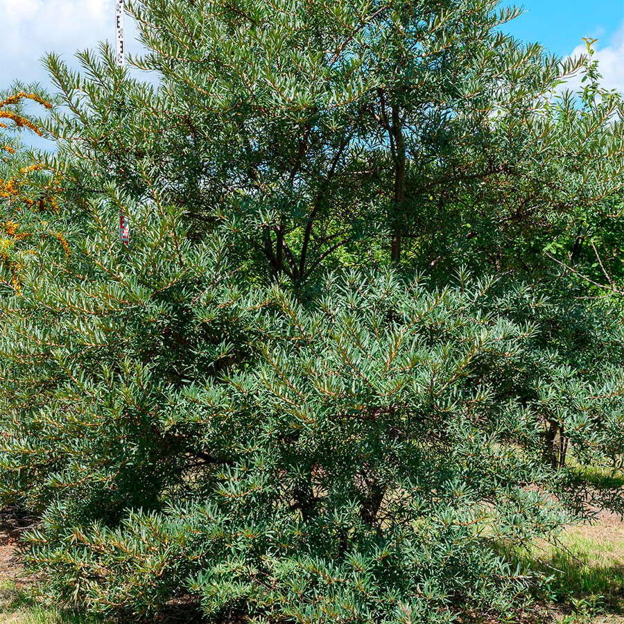 Превью изображения