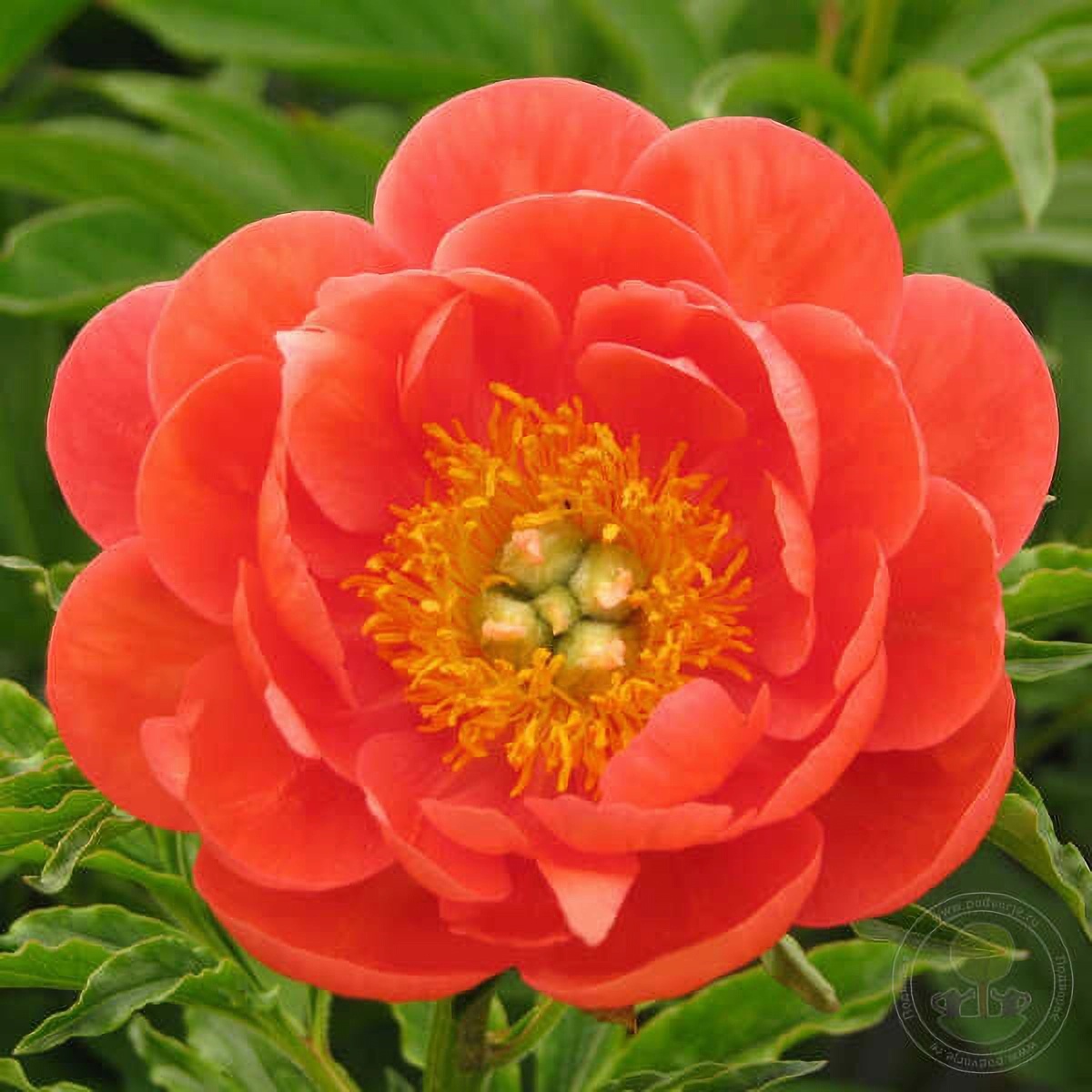 Превью изображения