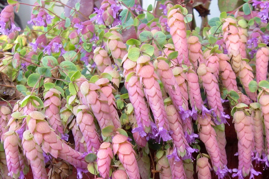 Превью изображения