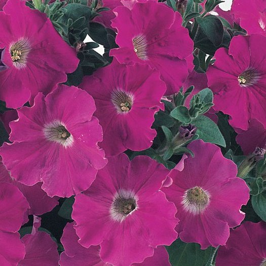 Превью изображения