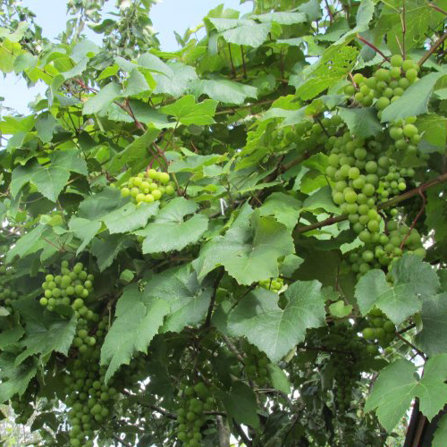 Превью изображения