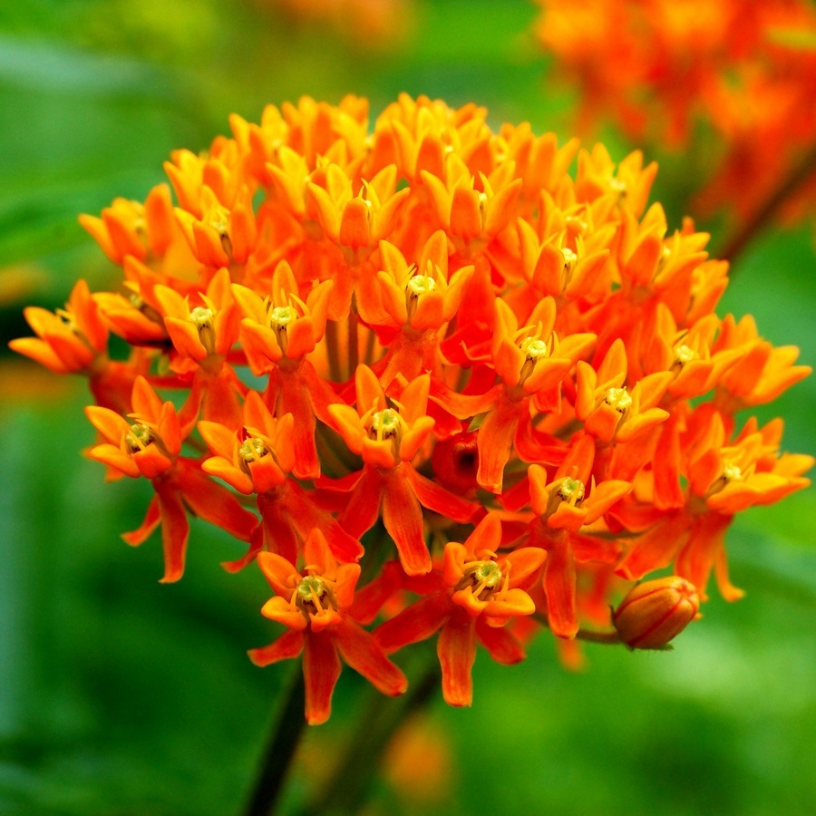 Превью изображения