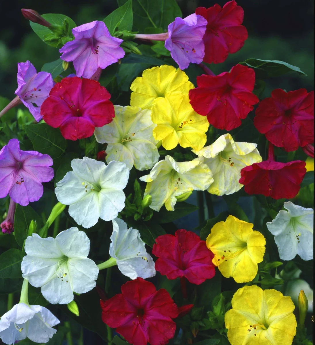 Превью изображения