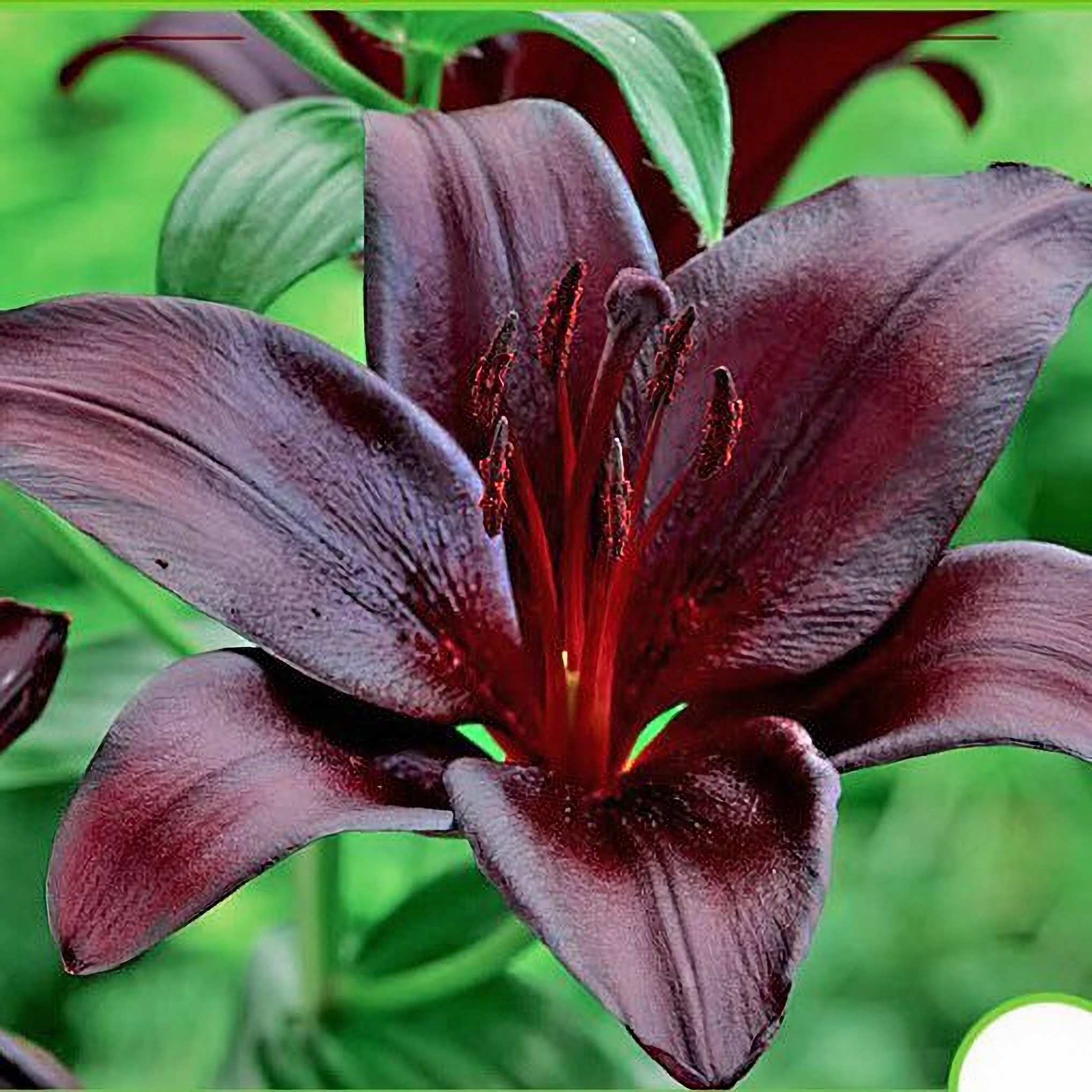 Превью изображения