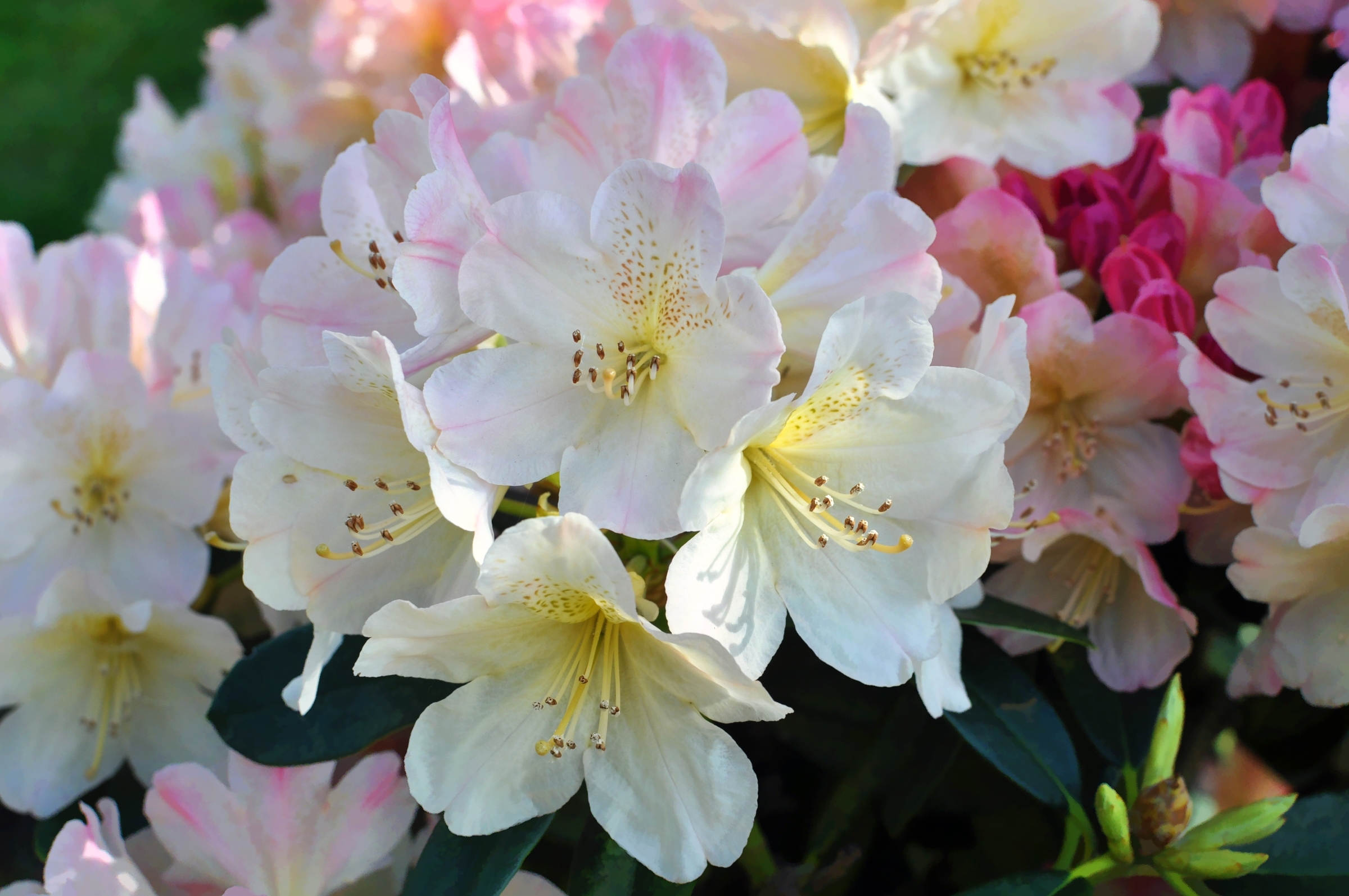 Превью изображения