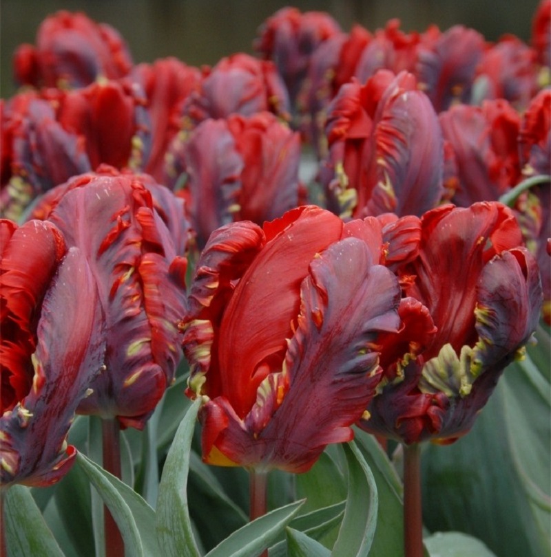 Превью изображения