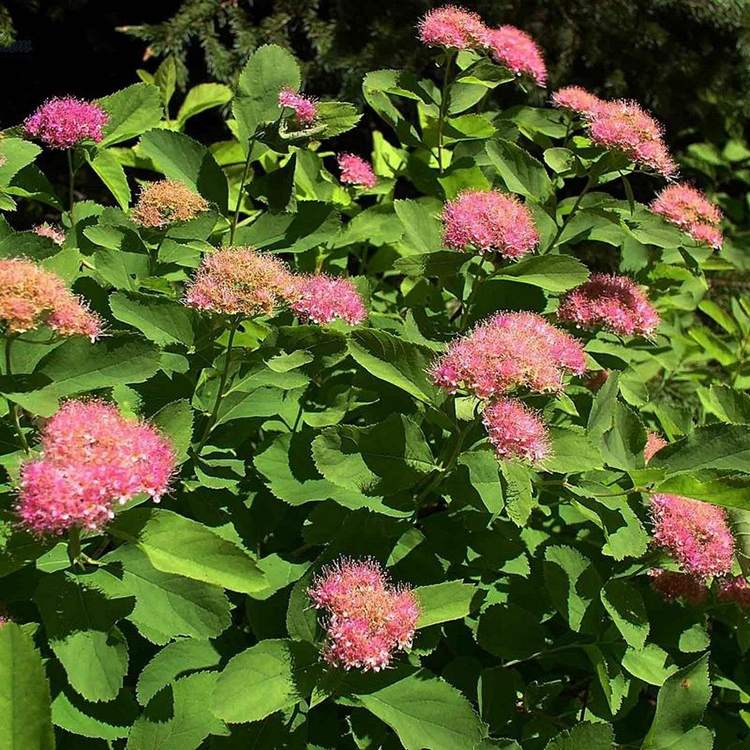 Превью изображения