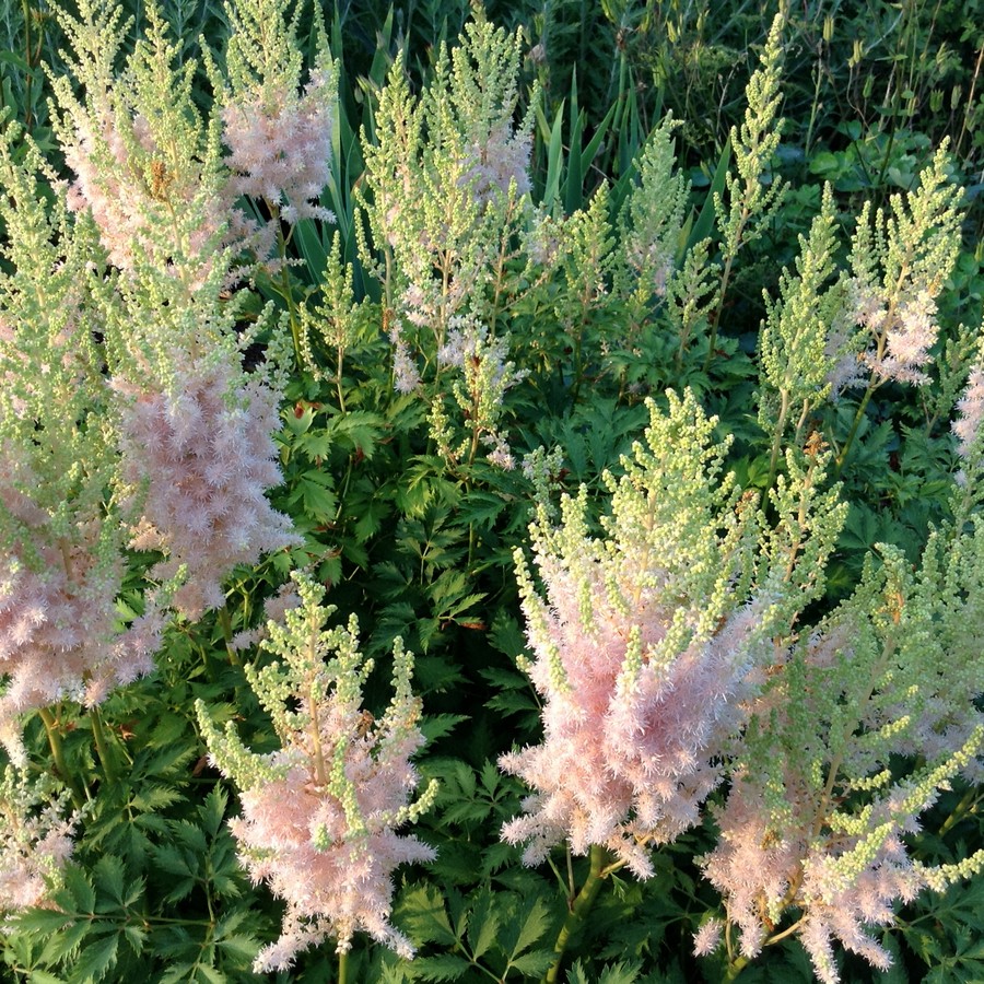 Превью изображения