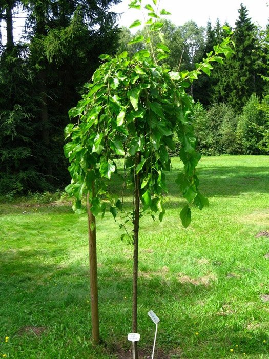 Превью изображения