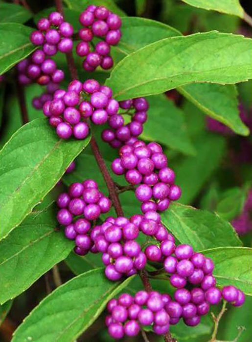 Превью изображения