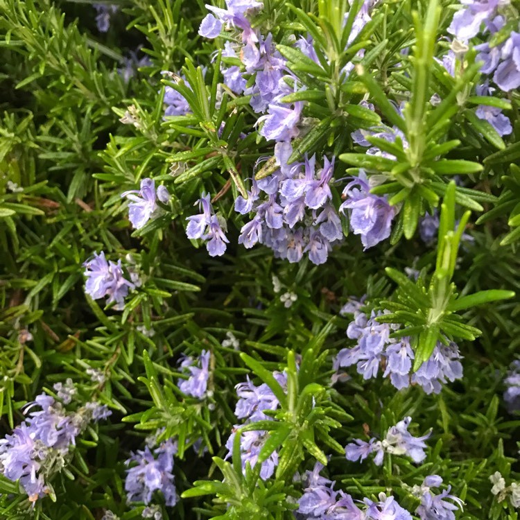 Превью изображения