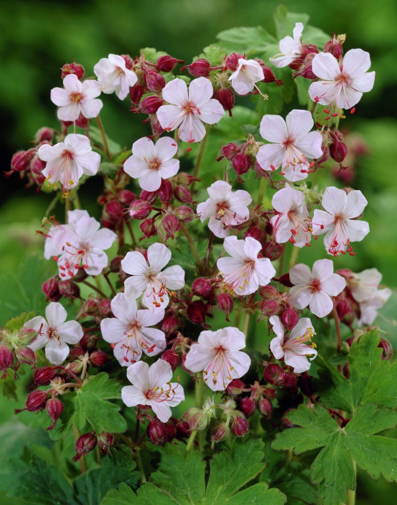 Превью изображения