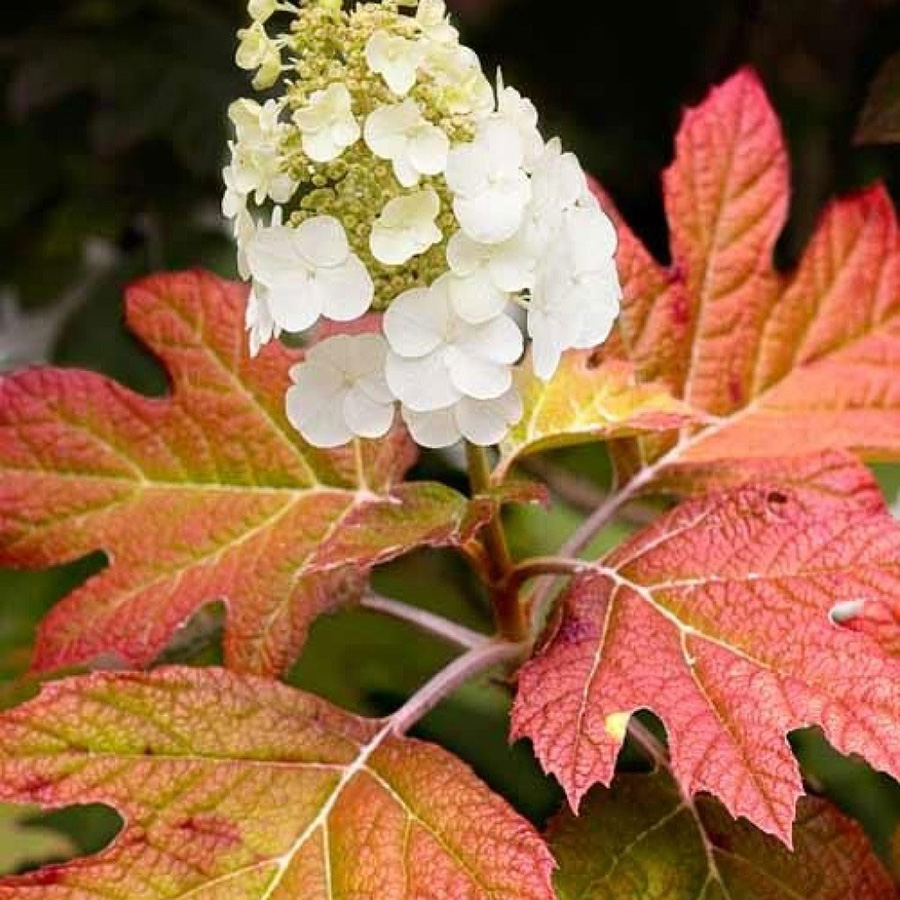 Превью изображения